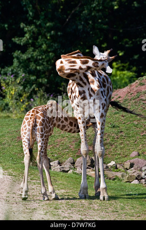 netzartige Giraffen Stockfoto