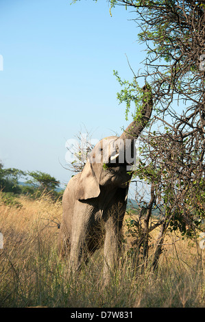 Elefant Essen natürlichen Lebensraum im Busch. Antelope Park, Simbabwe. Stockfoto