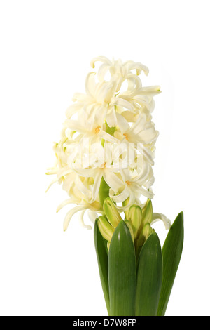 Hyazinthe Blütenknospen auf dem weißen Hintergrund (Hyacinthus) Stockfoto