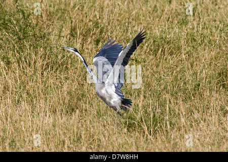 Goliath Reiher Stockfoto