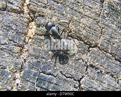 Große schwarze Ameise kriecht auf Baum. Stockfoto