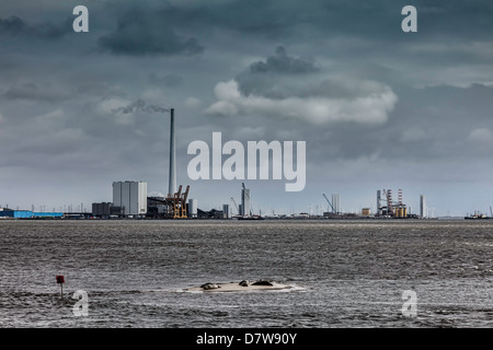 Panorama von Esbjerg Öl Hafen mit Dichtungen in den Vordergrund, Dänemark Stockfoto
