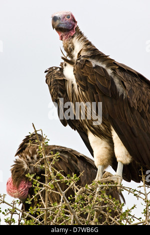 Rothaarige Geier Stockfoto