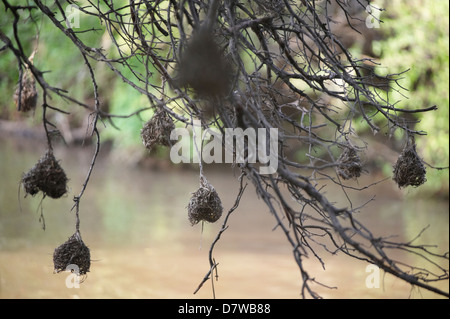 Weaver Vogelnester hängen von Baum über See, Meru Nationalpark, Kenia Stockfoto