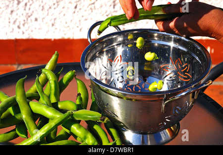 Frau Entleerung Saubohnen aus ihren Hülsen (Reina Mora) in ein Sieb, Andalusien, Spanien, Westeuropa. Stockfoto