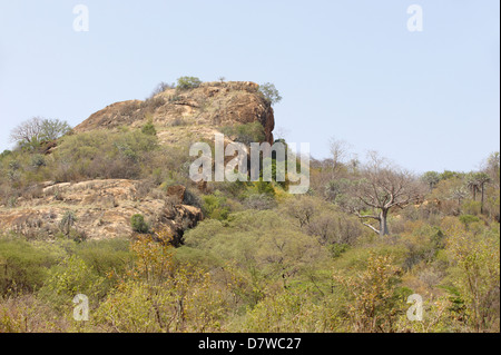 Affenbrotbaum (Affenbrotbäume) in der Landschaft, Meru Nationalpark, Kenia Stockfoto