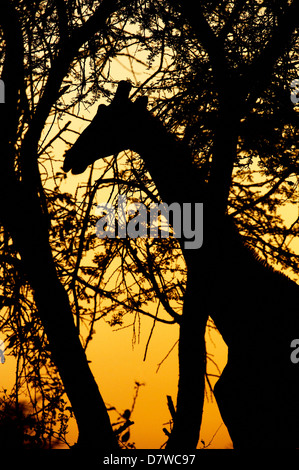 Silhouette der Giraffe (Giraffe Camelopardarlis) gegen die aufgehende Sonne, Meru Nationalpark, Kenia Stockfoto