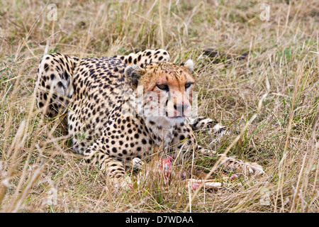 Gepard Stockfoto