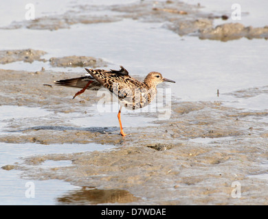 Nahrungssuche Erwachsenen weiblichen Kampfläufer (Philomachus Pugnax) in einer lustigen pose Stockfoto