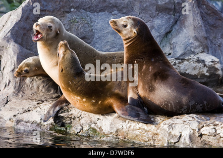 Seelöwen Stockfoto