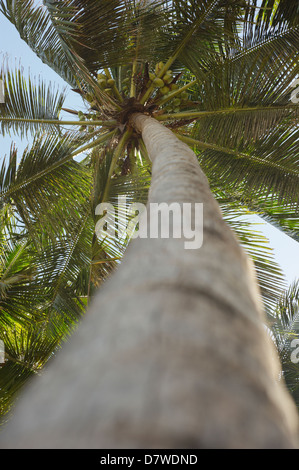 Kokospalme (Cocos nucifera) Stockfoto