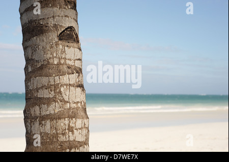 Palm-Baumstamm vor blauem Himmel und weißen Sandstrand von Diani Beach, Kenia Stockfoto