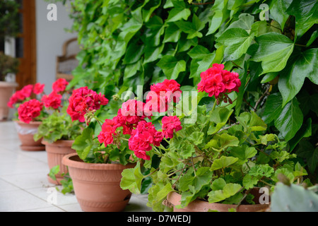 rote Geranien für Heimtextilien Stockfoto