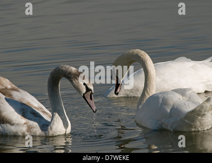 Höckerschwäne einander zugewandt Stockfoto