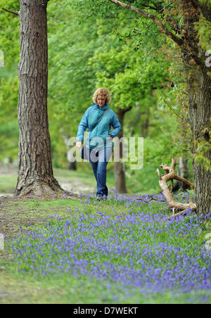 Eine Frau, die zu Fuß durch Bluebell Wald in Pulborough Brooks Nature Reserve West Sussex UK Stockfoto