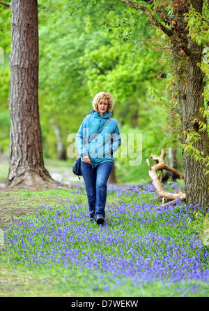 Eine Frau, die zu Fuß durch Bluebell Wald in Pulborough Brooks Nature Reserve West Sussex UK Stockfoto