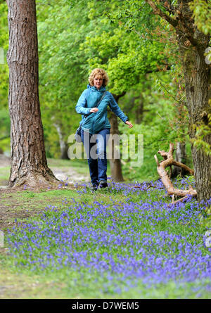 Eine Frau, die zu Fuß durch Bluebell Wald in Pulborough Brooks Nature Reserve West Sussex UK Stockfoto