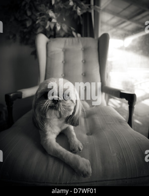 Ein kleiner Shih Tzu Hund entspannt auf Lounge-Sessel, in schwarz / weiß gedreht. Stockfoto
