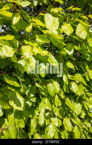 Neue Blätter auf eine ausgereifte Buche Absicherung im Frühjahr Stockfoto