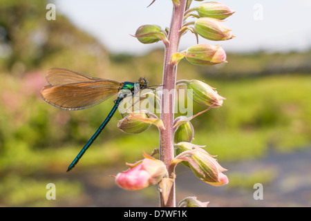 Schöne Prachtlibelle - Calopteryx virgo Stockfoto