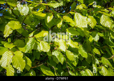 Neue Blätter auf eine ausgereifte Buche Absicherung im Frühjahr Stockfoto