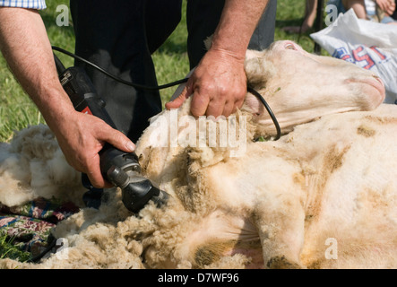 Ein Schaf geschoren wird rasiert eine Demonstration auf einer Kirmes Stockfoto