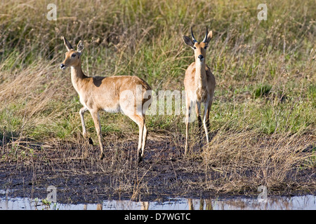 Bohor Riedböcken Stockfoto