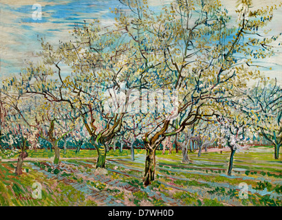 Die weißen Obstgarten 1888 Vincent van Gogh 1853-1890 holländischen Niederlanden Post-Impressionismus Stockfoto