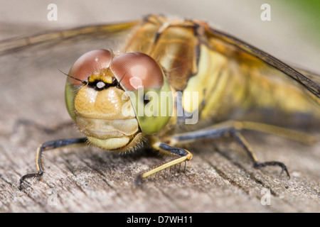 Facettenauge der gemeinsamen Darter - Sympetrum striolatum Stockfoto