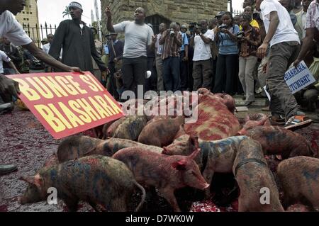 Nairobi, Kenia. 14. Mai 2013. Demonstranten erschienen ca. 20 Ferkel und ein Schwein und verschüttete Blut von Tieren, vor den Toren des Parlaments. Dies geschah zum ausdrücklichen Zorn an neu gewählte Mitglieder des Parlaments (MPs) fordern höhere Löhne. Die Demonstration in Rechnung gestellt als '' besetzen Parlament '' wurde von zivilgesellschaftlichen Gruppen organisiert und MPs als gierig zu porträtieren soll. (Bild Kredit: Kredit: Ric Francis/ZUMAPRESS.com/Alamy Live-Nachrichten) Stockfoto