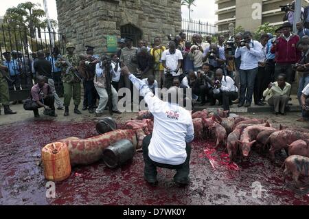 Nairobi, Kenia. 14. Mai 2013. Demonstranten erschienen ca. 20 Ferkel und ein Schwein und verschüttete Blut von Tieren, vor den Toren des Parlaments. Dies geschah zum ausdrücklichen Zorn an neu gewählte Mitglieder des Parlaments (MPs) fordern höhere Löhne. Die Demonstration in Rechnung gestellt als '' besetzen Parlament '' wurde von zivilgesellschaftlichen Gruppen organisiert und MPs als gierig zu porträtieren soll. (Bild Kredit: Kredit: Ric Francis/ZUMAPRESS.com/Alamy Live-Nachrichten) Stockfoto