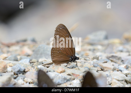 schöne männliche gestreift blau Krähe Schmetterling (Euploea Mulciber) auf der Straße-Strecke Stockfoto