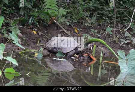 schöne schwarze Riesenschildkröte (Manouria Emys) Essen am Teich Stockfoto