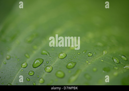 Wassertropfen auf grünes Blatt Detail Stockfoto