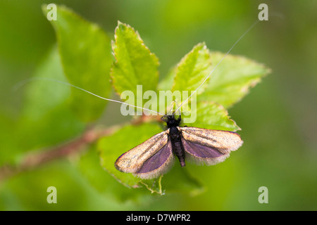 Fee Longhorn Moth - Adela Reaumurella (männlich) Stockfoto