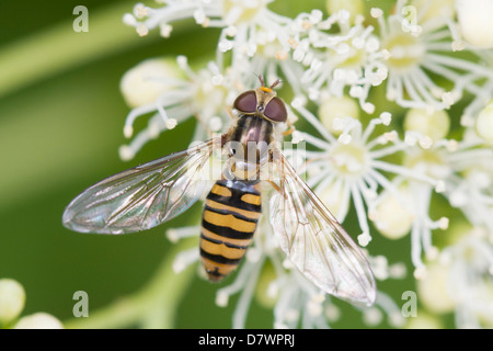 Hoverfly Stockfoto