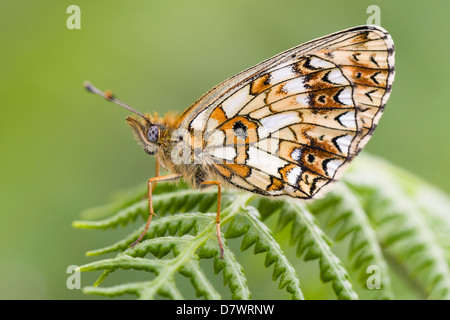 Kleine Perle - begrenzt - Boloria selene Fritillary Stockfoto