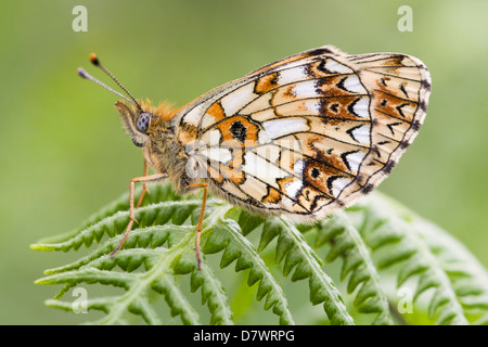 Kleine Perle - begrenzt - Boloria selene Fritillary Stockfoto