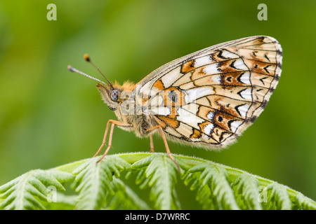 Kleine Perle - begrenzt - Boloria selene Fritillary Stockfoto