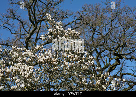 Weiß blühenden Magnolia x soulangeana gegen Laubbäume winterlichen Bäumen und blauer Himmel, frühen Frühling. Stockfoto