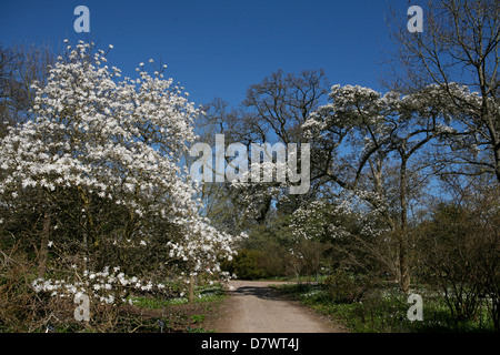 Zwei große Magnolienbäume (Magnolia x Soulangeana und Magnolia stellata) in voller Blüte an der RHS Wisley, Surrey, Großbritannien Stockfoto