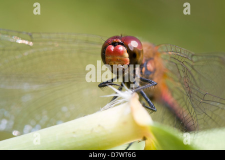 Ruddy Darter - Sympetrum sanguineum Stockfoto