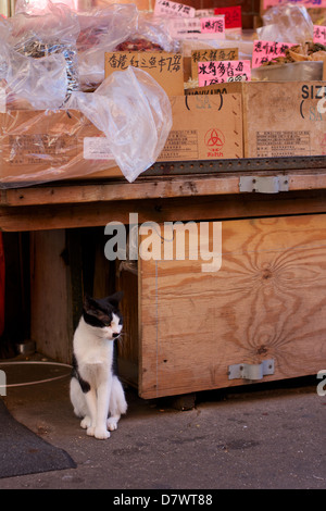 Katze steht Wache an einem Marktstand im Bereich Chinatown New Yorks Lower East Side in New York, NY, USA. Stockfoto