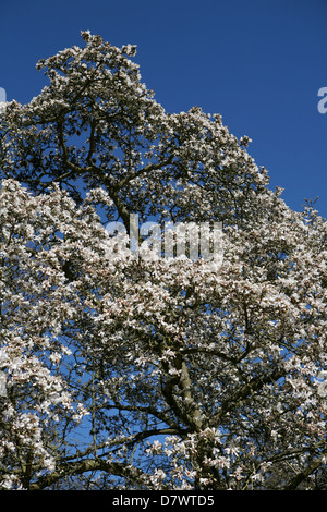 Große, weiße Magnolia stellata Baum in voller Blüte, gegen den blauen Himmel. Stockfoto