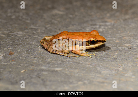 schöne weibliche Dark-seitig Frosch (Rana Nigrovittata) im Teich Stockfoto