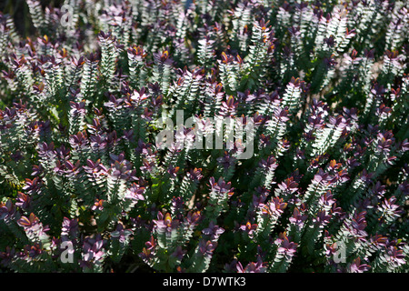 Hebe 'Red Edge' - bei morgendlicher Sonneneinstrahlung - Vollformat Stockfoto