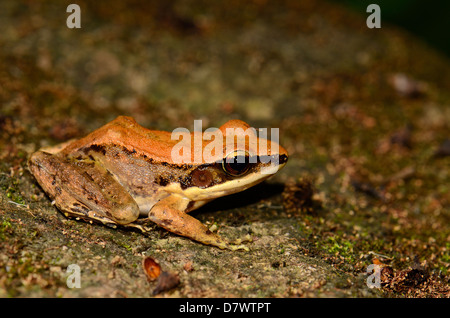 schöne weibliche Dark-seitig Frosch (Rana Nigrovittata) im Teich Stockfoto