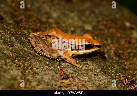 schöne weibliche Dark-seitig Frosch (Rana Nigrovittata) im Teich Stockfoto