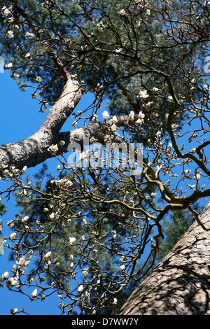 Magnolia x soulangeana in Blume kommen gegen zwei Gemeine Kiefer (Pinus sylvestris) Bäumen, blauer Himmel, frühen Frühling. Stockfoto