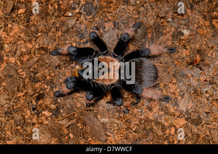 schöne subadulte weibliche mexikanischen True Red Leg Vogelspinne (Brachypelma Emilia) Essen Stockfoto